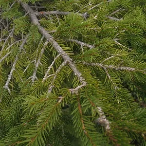 Хвойные опилки оптом в Вологде купить - оперативная доставка по всей России