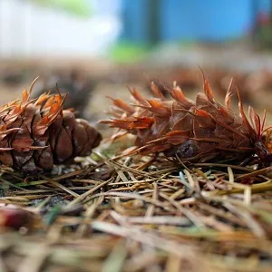 Хвойные опилки оптом в Вологде от завода-производителя Лигнум Ресурс