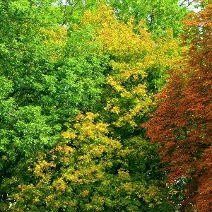 Лиственные опилки оптом в Вологде купить - оперативная доставка по всей России