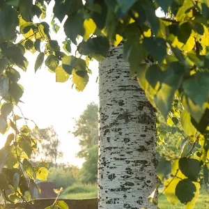Опилки березовые оптом в Вологде купить - оперативная доставка по всей России
