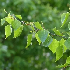 Опилки березовые оптом в Вологде от завода-производителя Лигнум Ресурс
