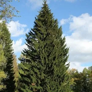 Еловые опилки оптом в Вологде купить - оперативная доставка по всей России