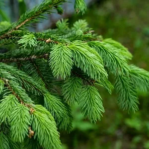 Еловые опилки оптом в Вологде от завода-производителя Лигнум Ресурс