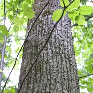 Опилки липовые оптом в Вологде купить - оперативная доставка по всей России