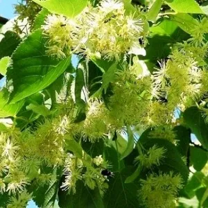 Опилки липовые оптом в Вологде от завода-производителя Лигнум Ресурс