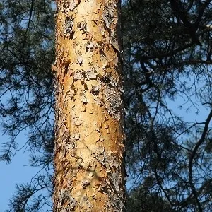 Сосновые опилки оптом в Вологде купить - оперативная доставка по всей России