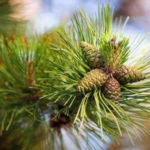 Сосновые опилки оптом в Вологде от завода-производителя Лигнум Ресурс