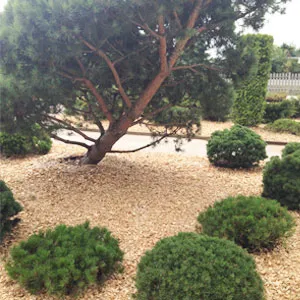 Хвойная щепа оптом в Вологде купить - оперативная доставка по всей России